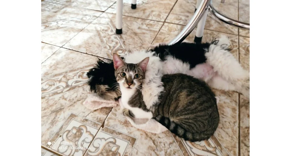 Cachorro e gato juntos: olha a carinha do Tigrinho de quem adora ser abraçado pelo Charlie