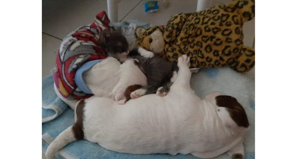 O Ralph (gato) adora se enfiar no meio dos seus amiguinhos, Jack e Kush, para dormir