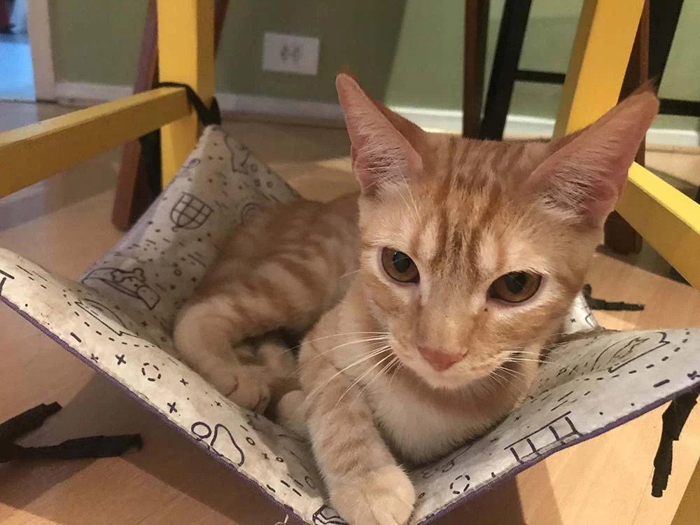 Gato laranja: o Dylan adora descansar na redinha dele. Uma fofura, né?