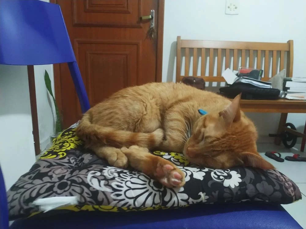 O Freud é o próprio Garfield: adora dormir, comer e se espreguiçar!