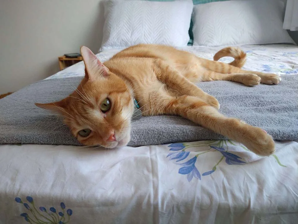 Gato amarelo: o Petit Gatô ama sachê, carinho e sonecas na cama da sua humana!