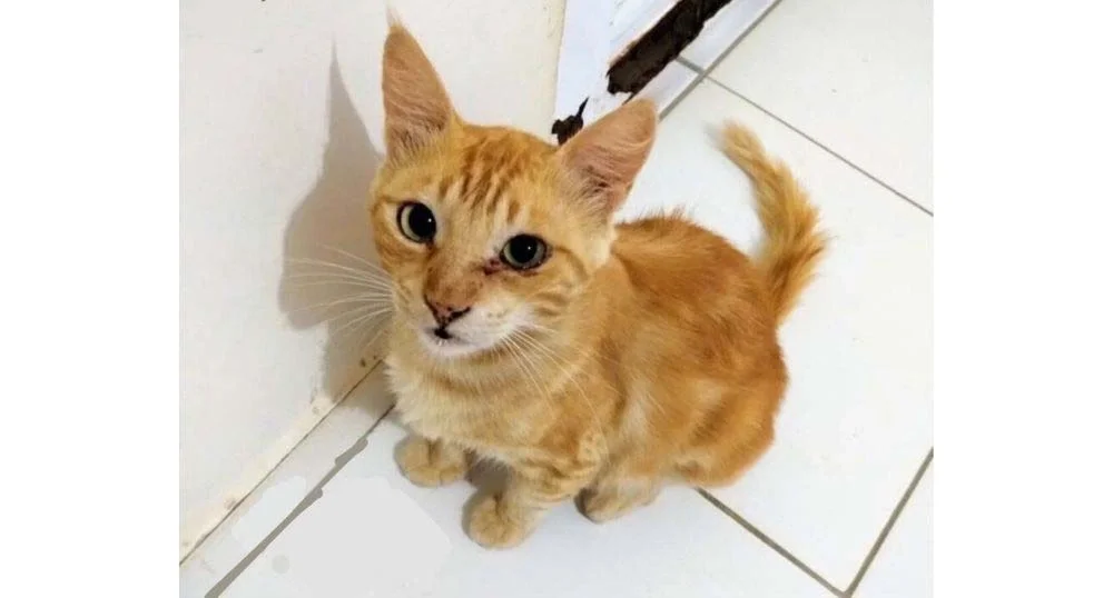 Gato ruivo: o Bolota é pequeno e cheio de amor para dar!