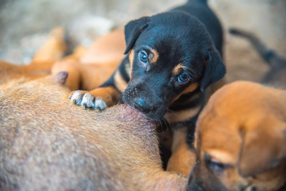 Como alimentar filhote de cachorro com 30 dias: os cãezinhos nessa fase ainda precisam do leite da mãe
