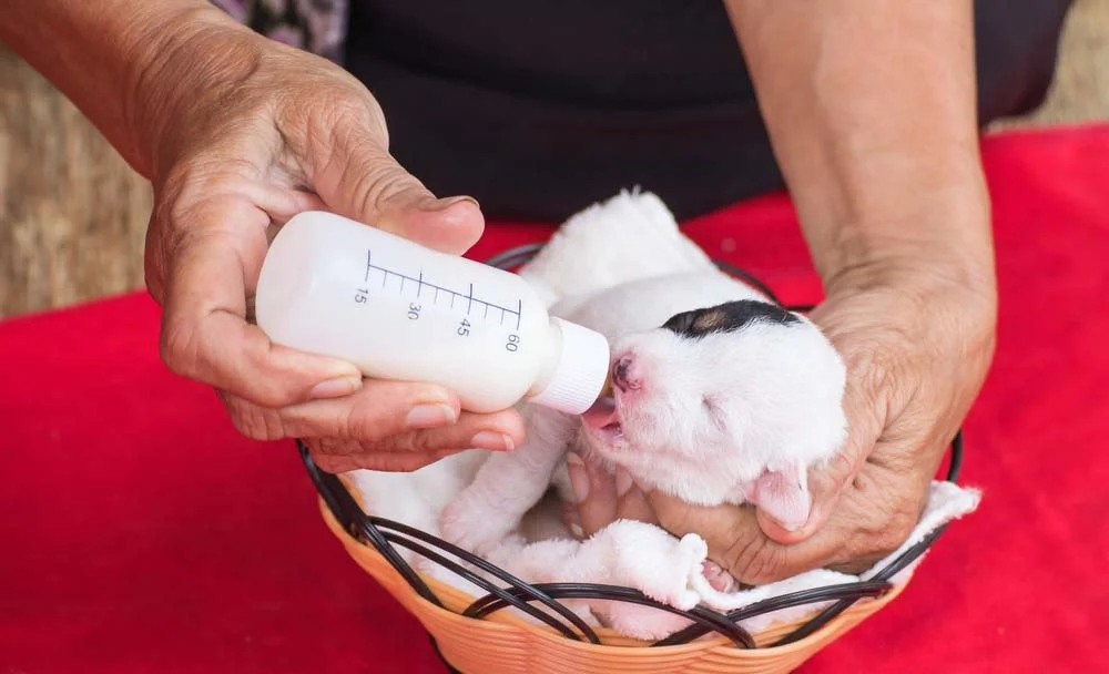 A alimentação de filhotes com 30 dias, se não tiver o leite materno, pode ser feita com leite artificial próprio para cães