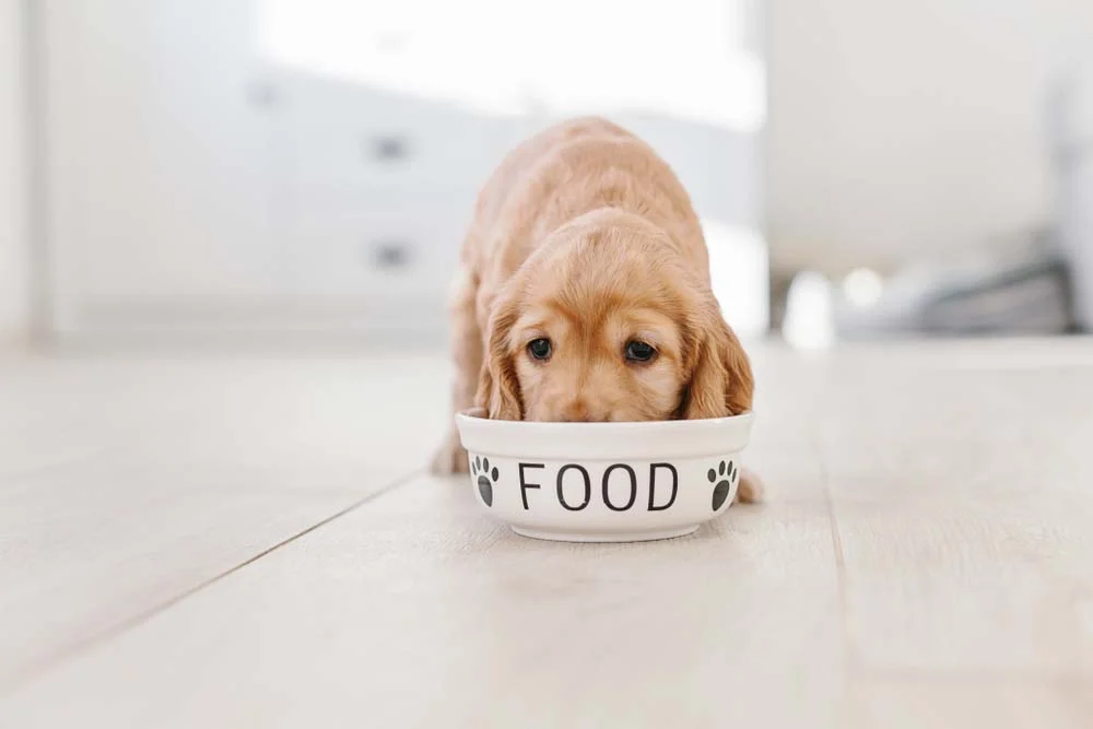 A papinha para filhote de cachorro é uma ótima forma de fazer seu cãozinho se acostumar com novos alimentos e texturas