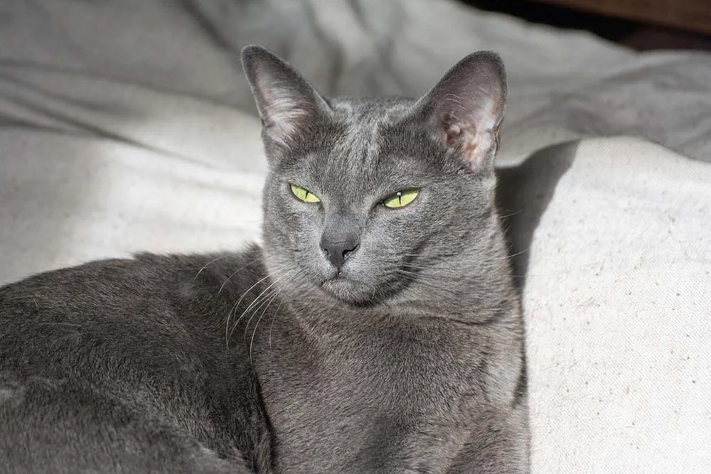 Gato Korat: é difícil não se apaixonar por essa raça de gato cinza