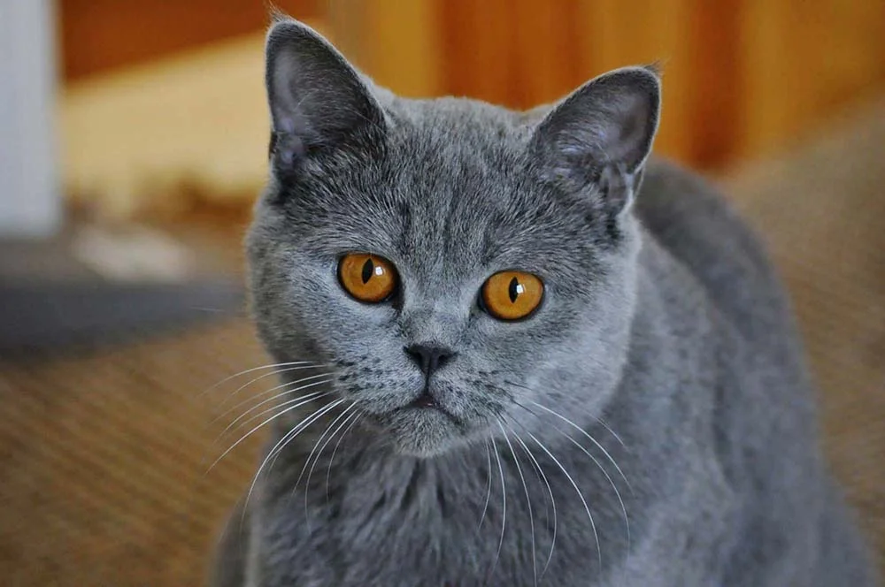 Simpático, o gato cinza Chartreux é um amigo para todas as horas