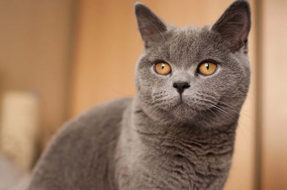 Gato de Pelo Curto Inglês: essa raça de gato cinza adora ficar perto da família