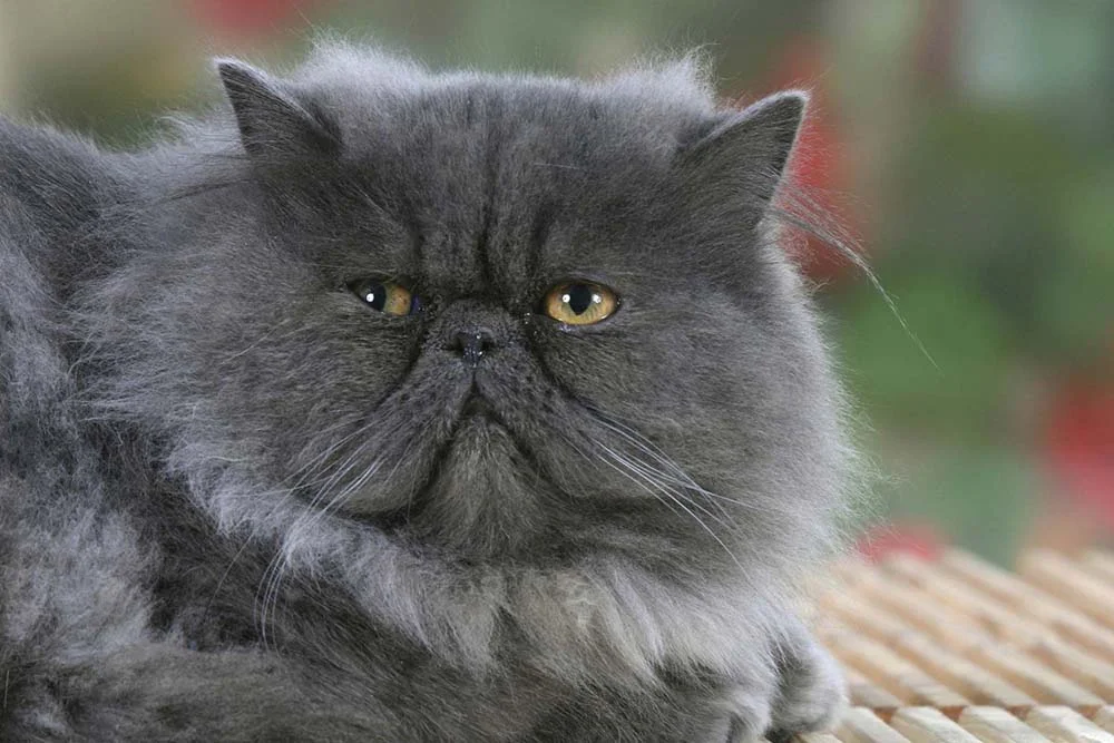 O gato Persa é bastante popular e pode ser encontrado em diferentes cores além do cinza