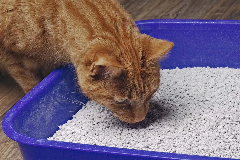 A caixa de areia de gato aberta com as laterais médias é um dos modelos mais populares