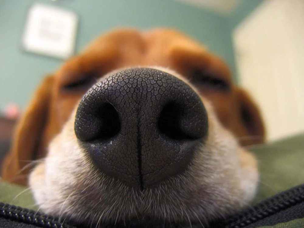 Focinho: cachorro é um dos animais com o olfato mais apurado!
