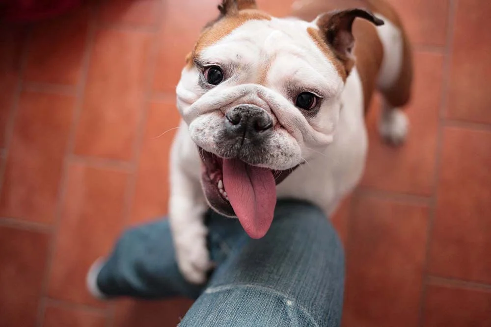 Nariz de cachorro: algumas raças têm o nariz mais achatado e curto, como o Bulldog Inglês e Francês