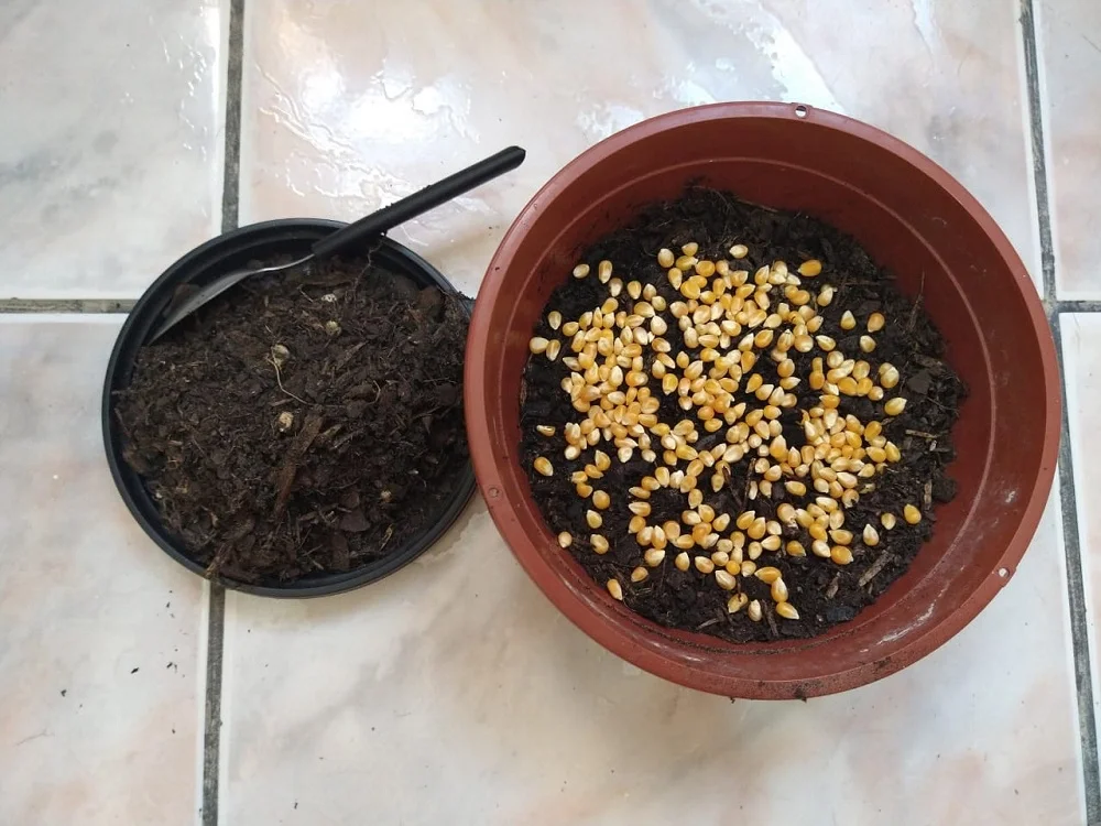Passo 3: Despeje o milho de pipoca até cobrir toda a terra