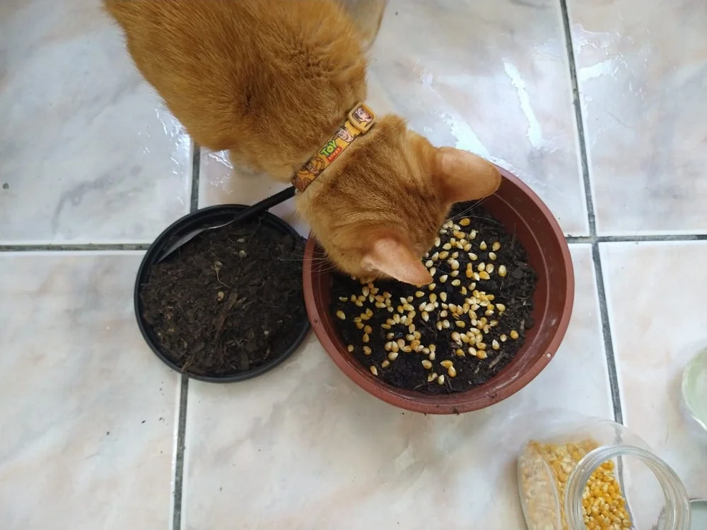 Passo 4: Deixe o gato verificar se o plantio da graminha está do agrado dele