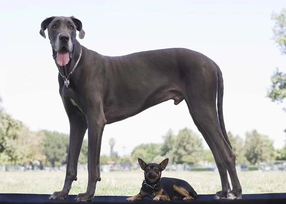 O Dogue Alemão é uma das maiores raças de cachorro do mundo (dá pra ver, né?)