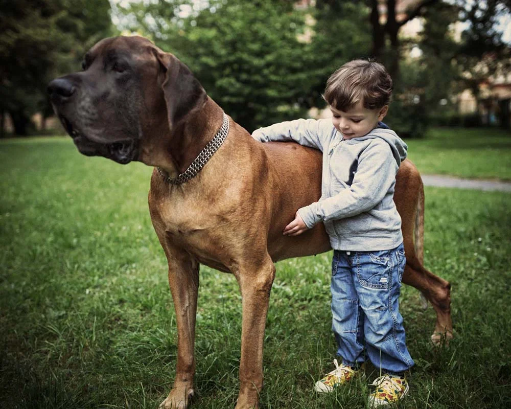 Cão Dogue Alemão: apesar do tamanho, essa raça é muito sensível, dócil e companheira