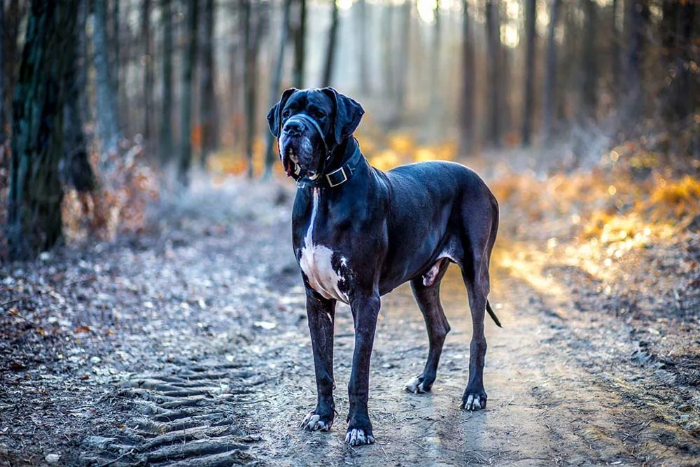 A raça Dog Alemão precisa de exercícios físicos constantes ao ar livre