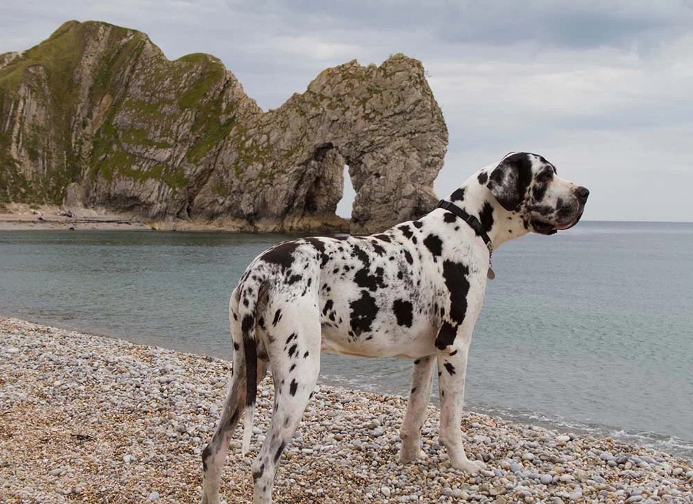 O cão Dogue Alemão também pode ser encontrado na cor branca com manchinhas pretas