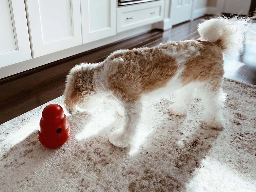 Os brinquedos interativos para cachorro garantem a diversão sem precisar de muito espaço