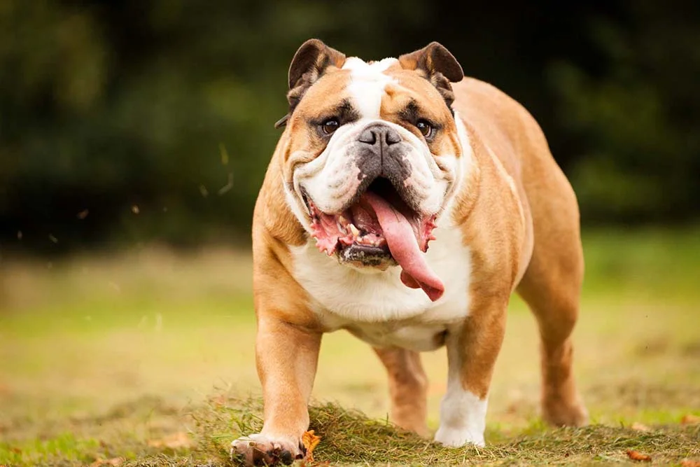 A raça de cachorro Bulldog Inglês precisa de estí­mulos fí­sicos