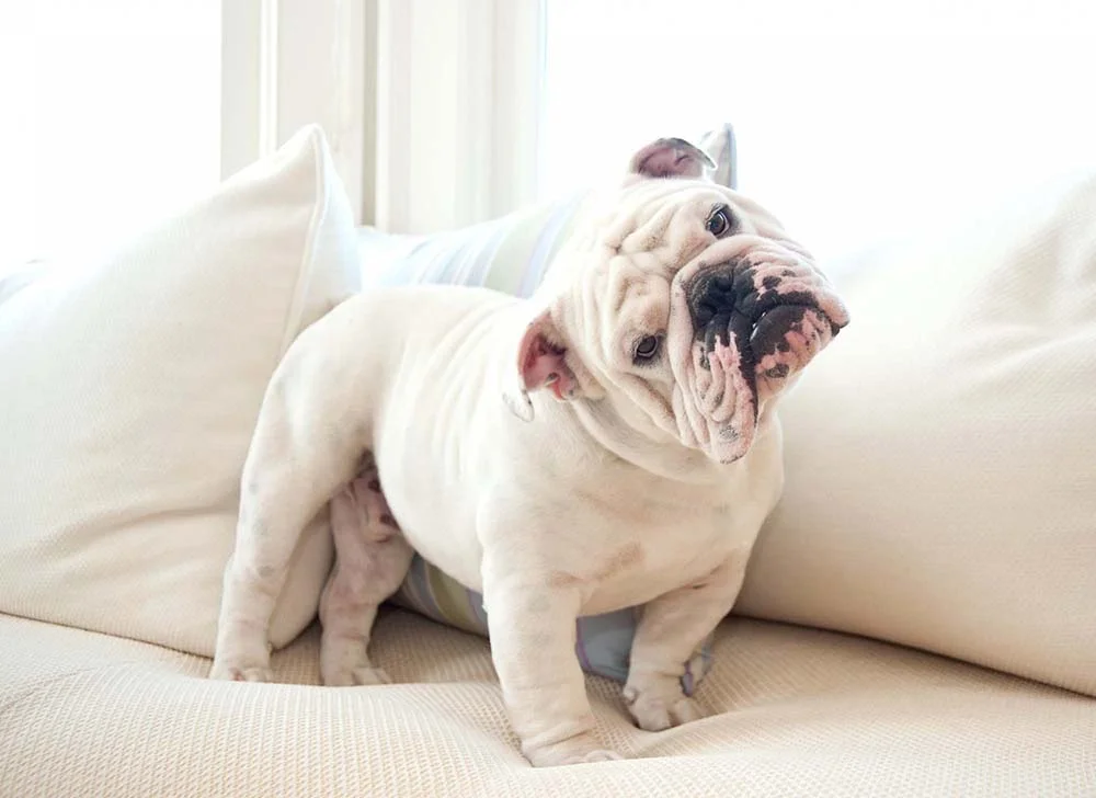 O Bulldog Inglês pode ser encontrado em várias cores, inclusive branco