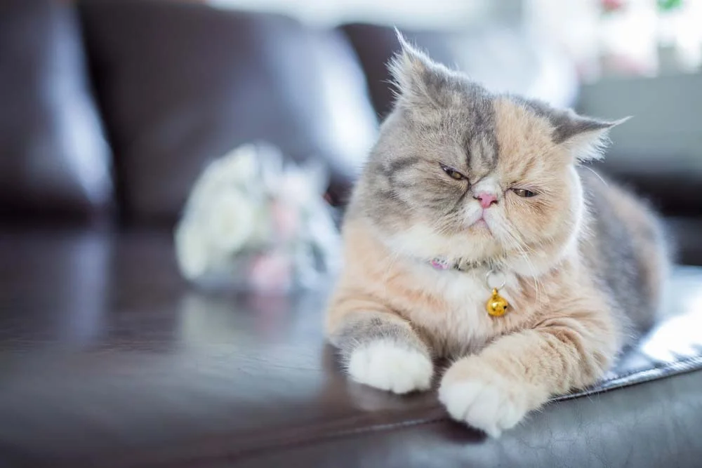 Cores de gato Persa: até as misturas mais improváveis, como laranja e cinza, podem acontecer