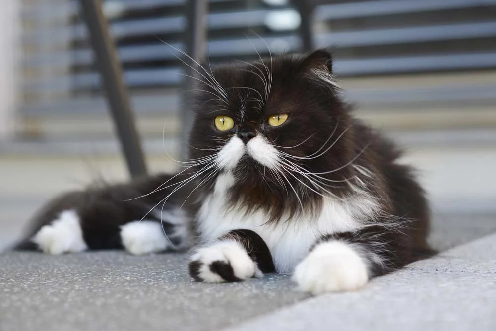 Gato Persa preto e branco (ou Frajola) é um verdadeiro charme, né?