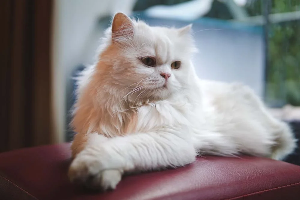 O gato Persa é popularmente conhecido por sua pelagem branca e macia
