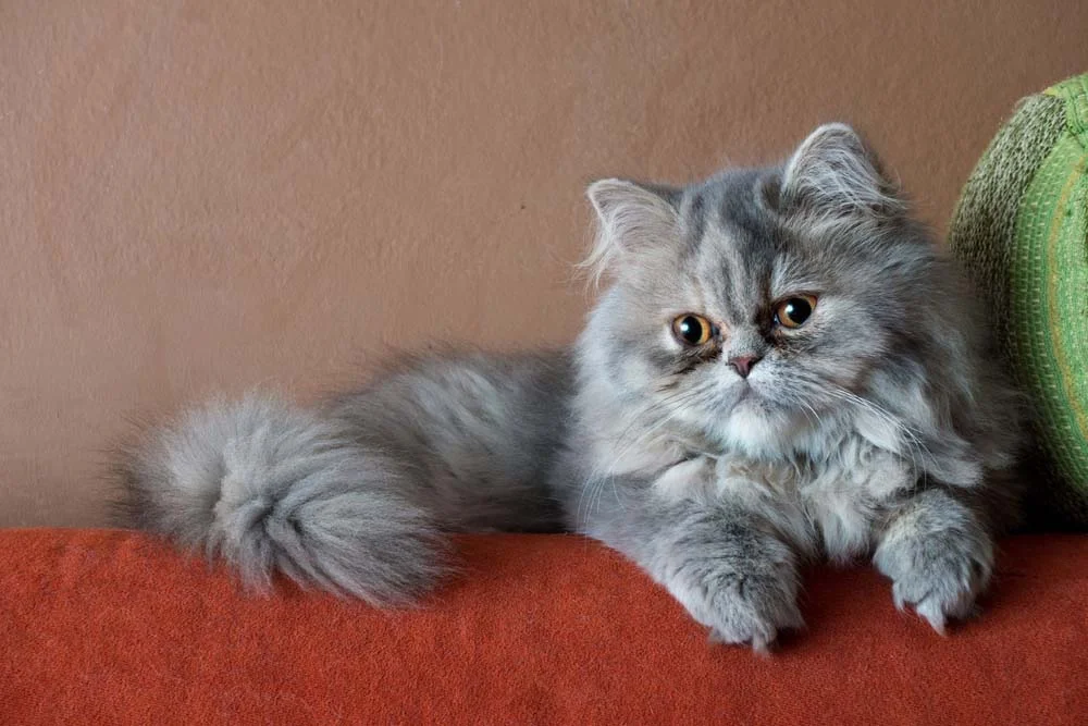 Cores de gato Persa: o cinza (ou prata) traz um charme super especial para os pelos do felino