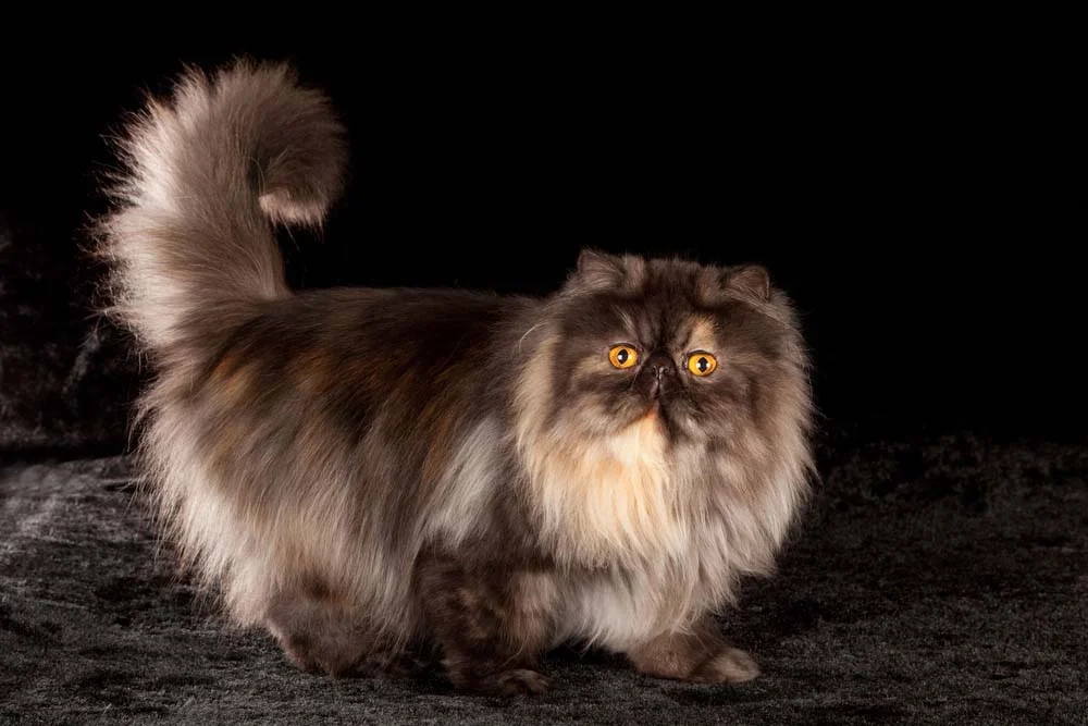 O gato Persa pode ser escaminha, com tons de laranja e preto