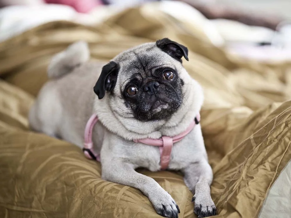 O cachorro da raça Pug é um cãozinho de porte pequeno, perfeito para apartamentos e espaços reduzidos