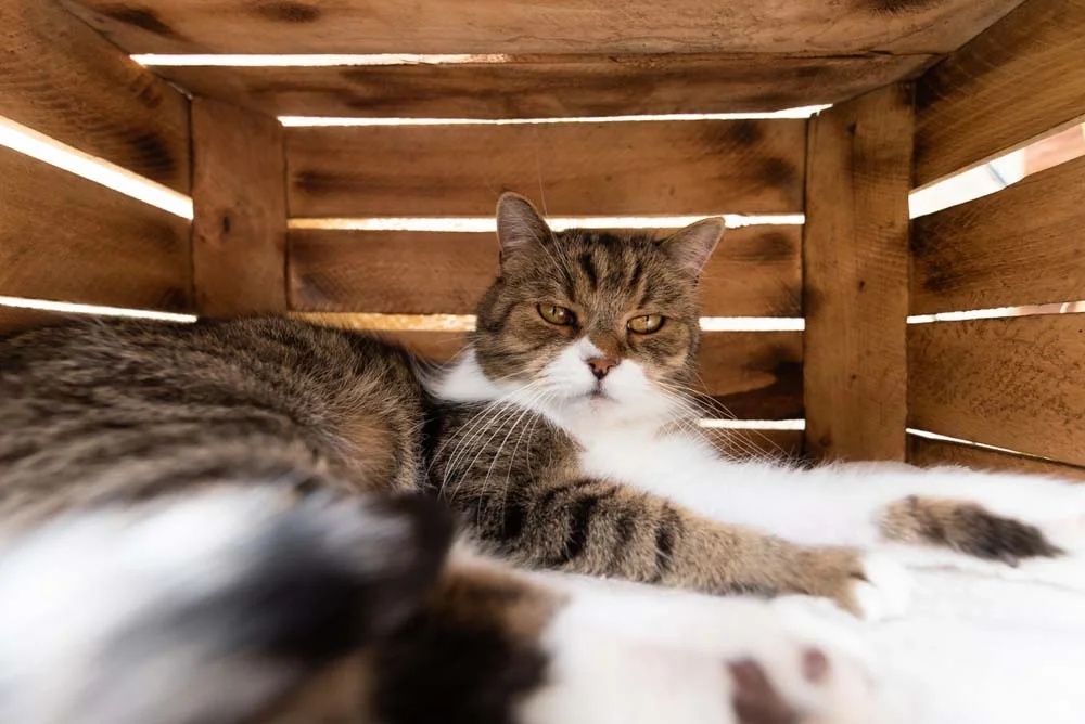 As camas para gatos podem ser feitas de diferentes materiais, como caixotes de madeira