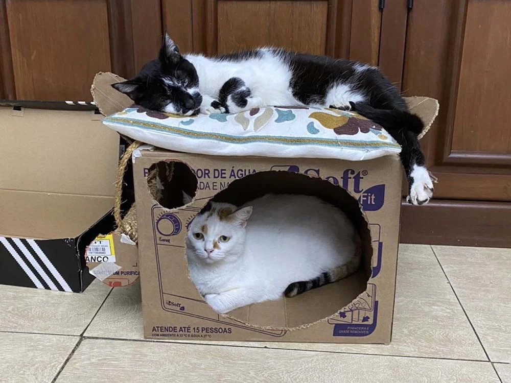Também é possível fazer uma cama para gato com caixa de papelão mais improvisada. A Aurora e o Luke adoraram!