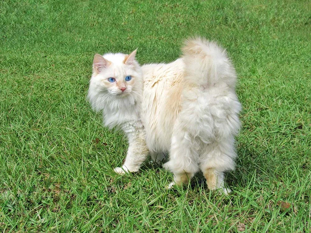 Bobtail: gato tem o rabinho bem curto, se comparado a outras raças