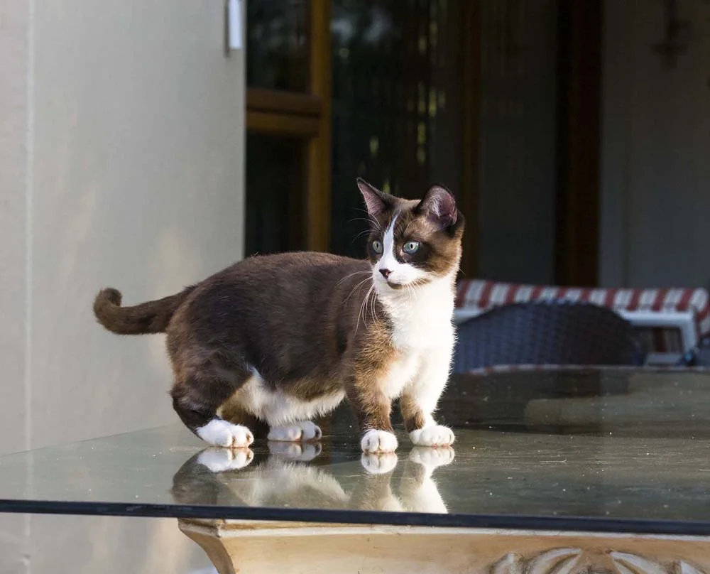 O Munchkin tem as perninhas bem curtas, e é considerado um gato anão