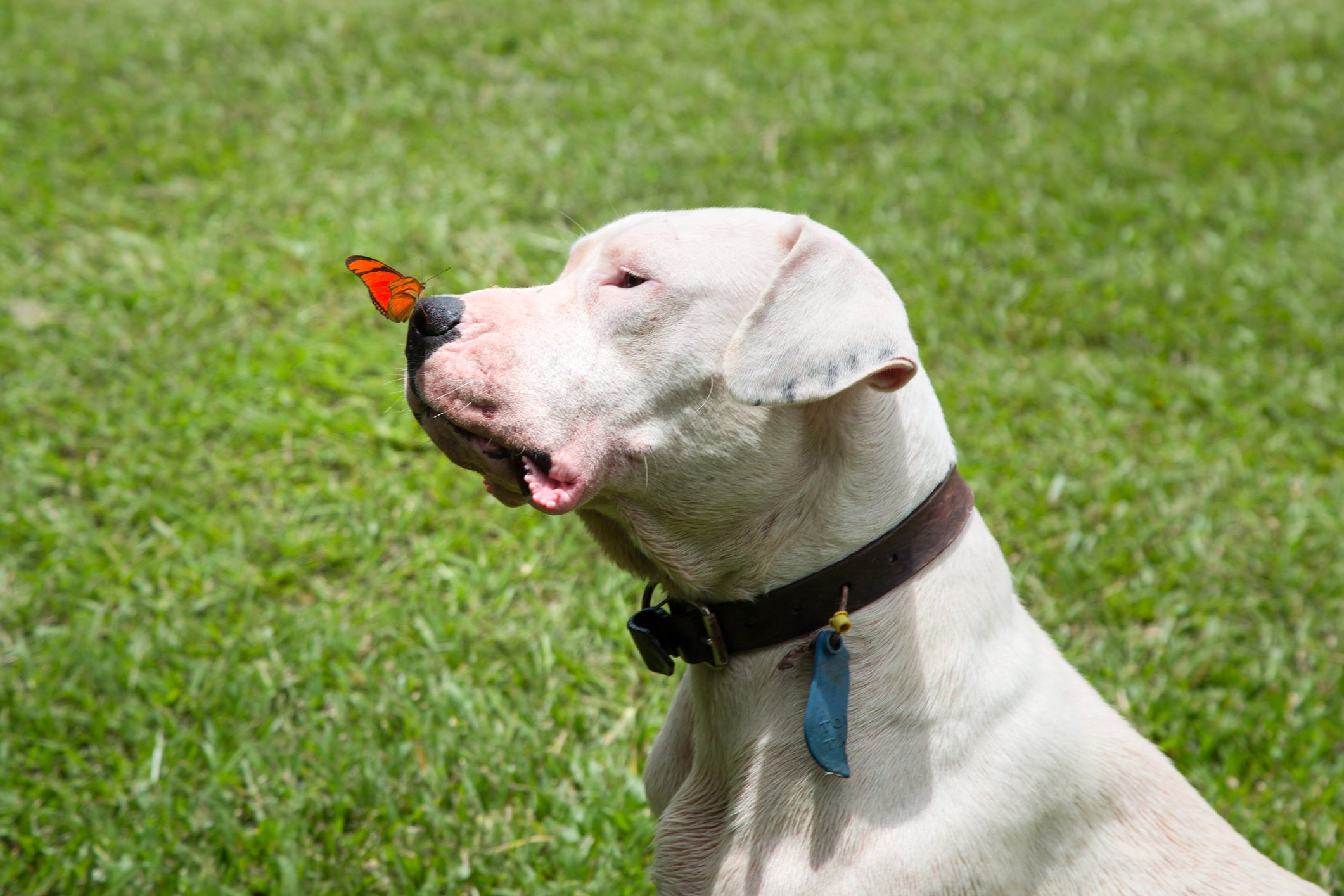 Dogo Argentino com borboleta vermelha em seu nariz