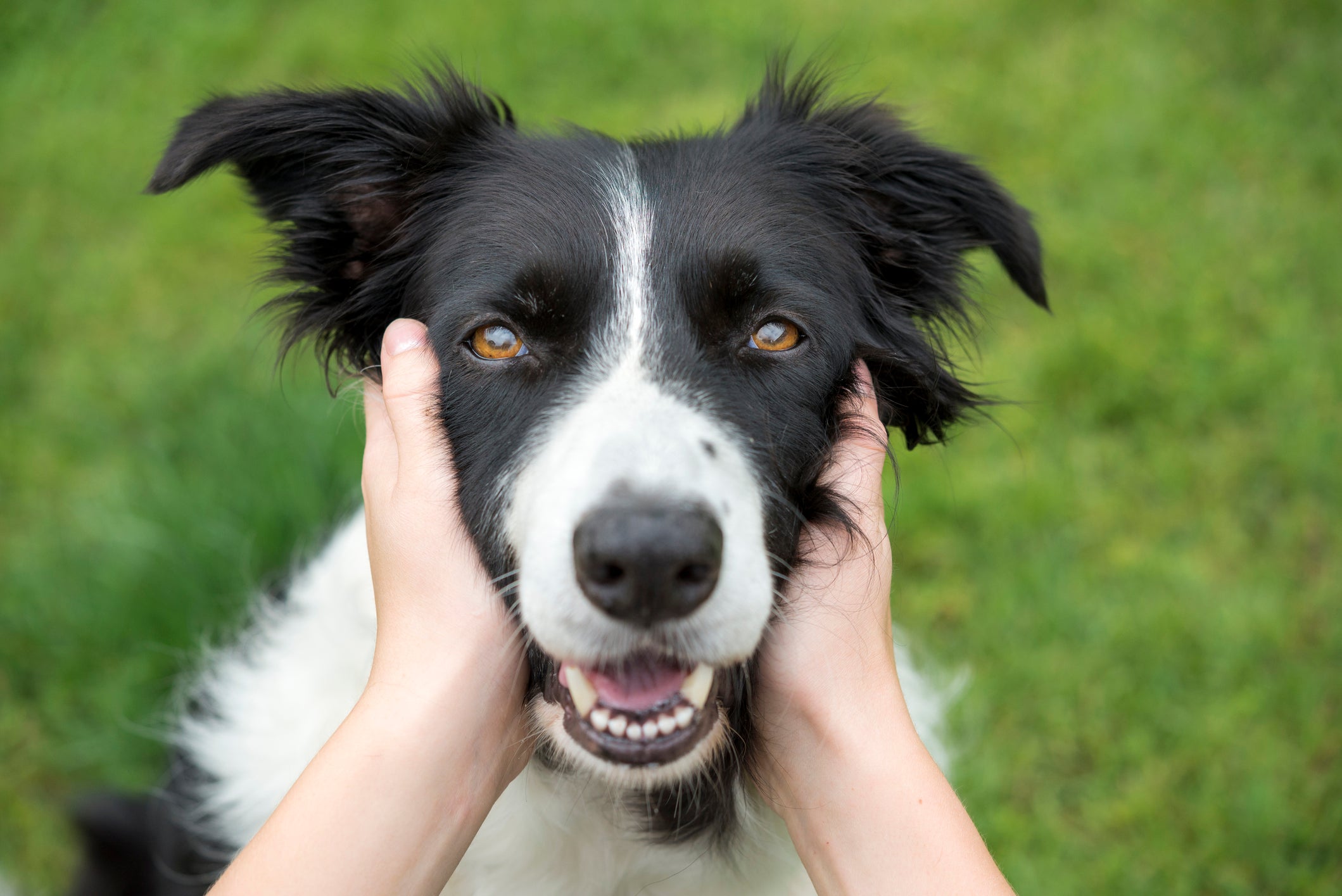 Cão Border Collie tendo rosto acariciado por mãos humanas com fundo de grama ao fundo