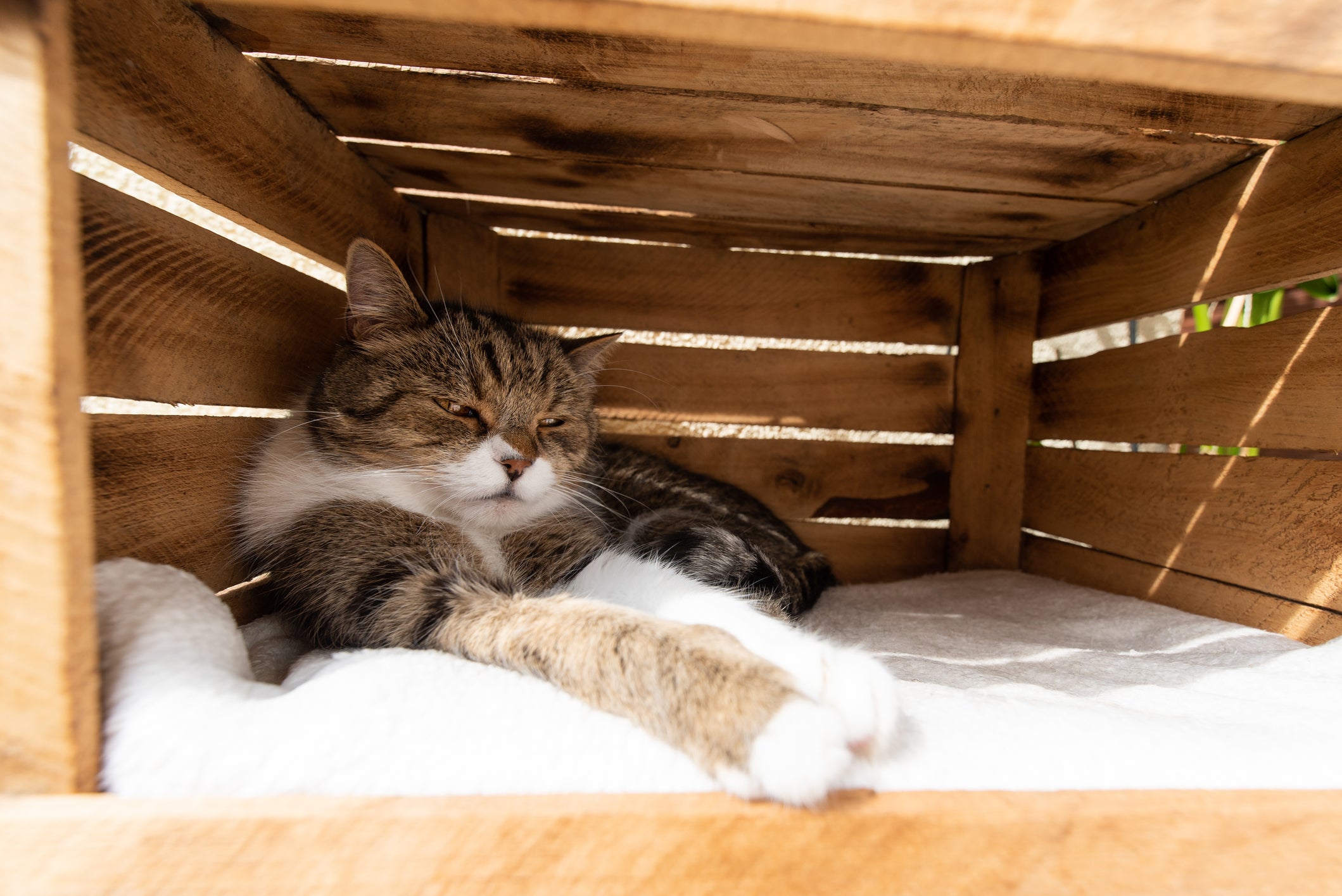 Gato deitado dentro de cama em caixote de madeira