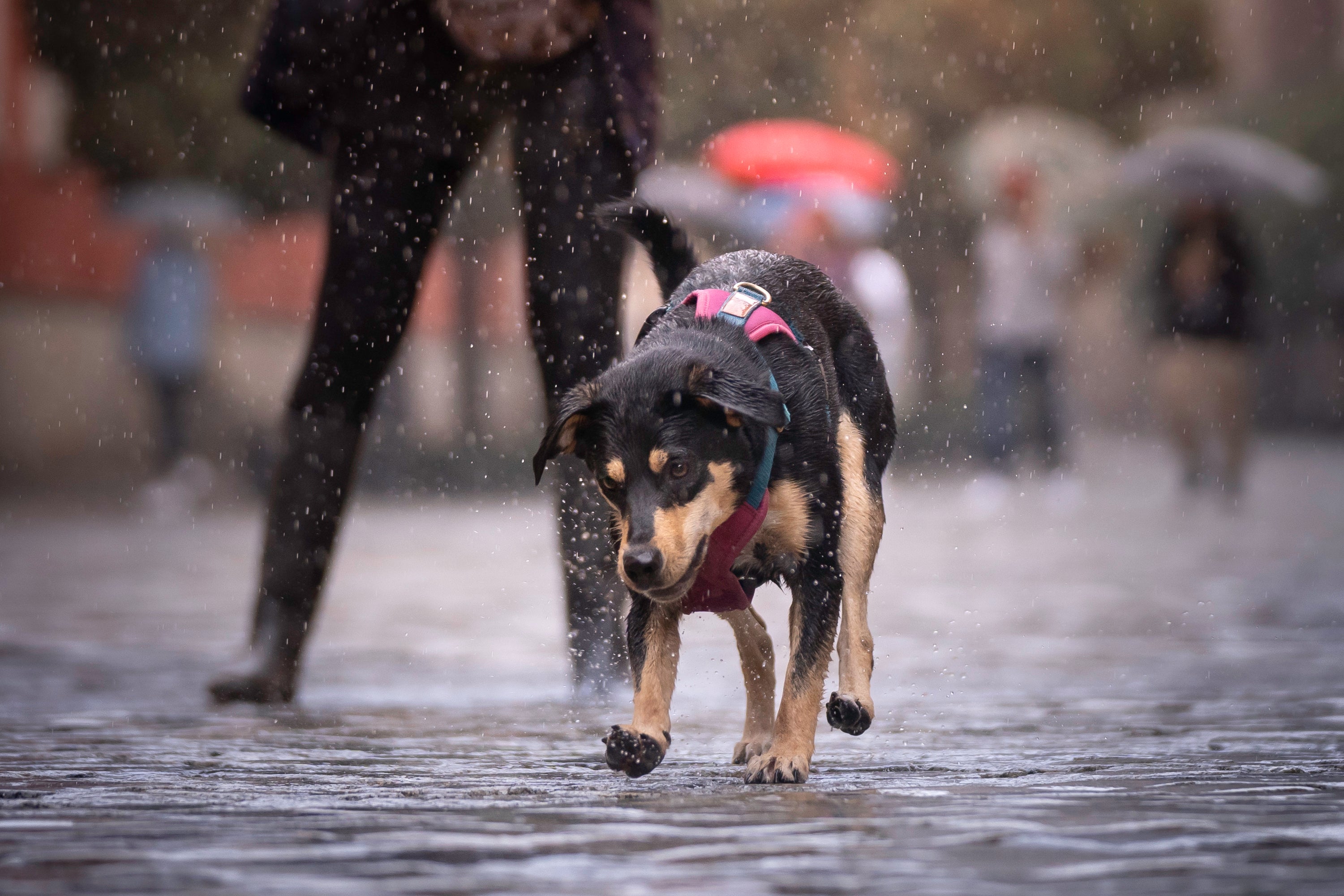 Cachorro passeando na rua em dia de chuva