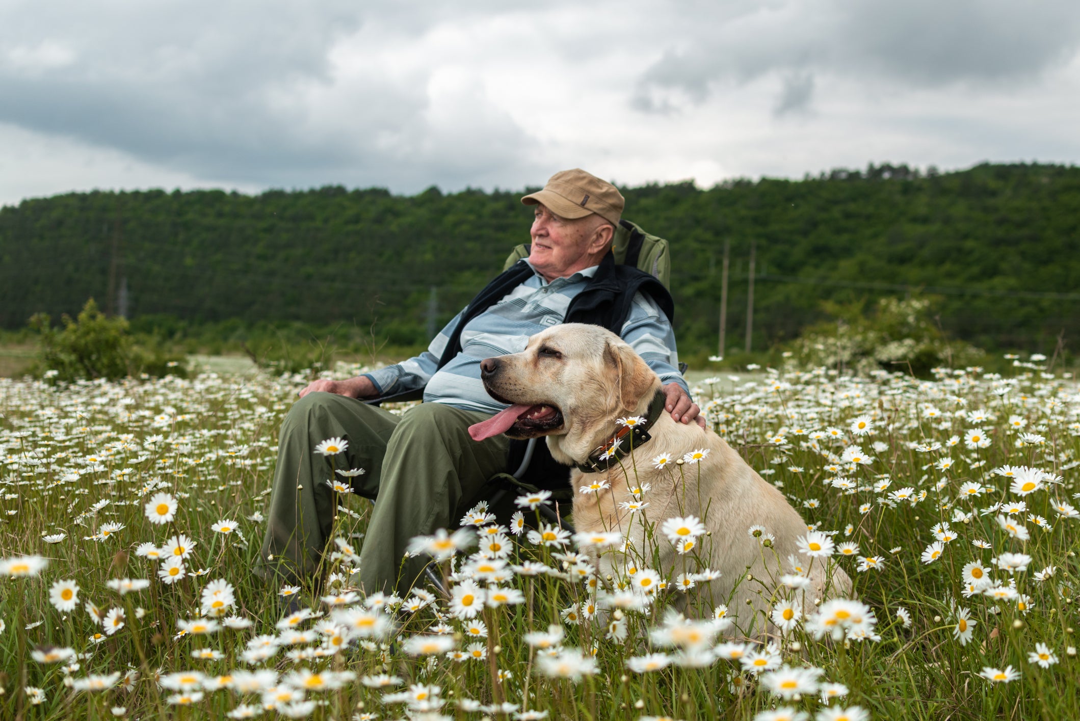Humano idoso e seu cachorro velho sentados no meio de campo repleto de flores brancas