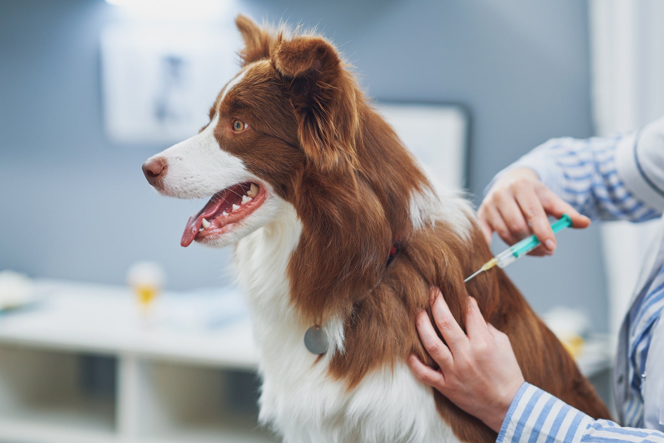Cachorro recebendo aplicação de vacina em consultório veterinário