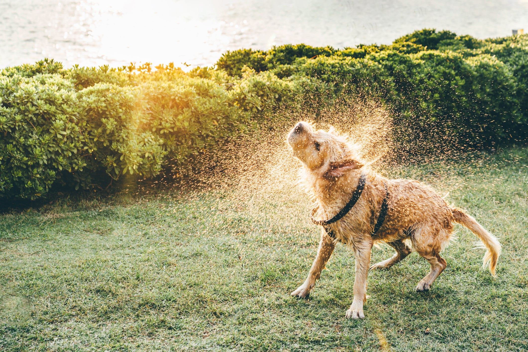 Cachorro amarelo molhado balançando e espalhando água em cenário repleto de grama