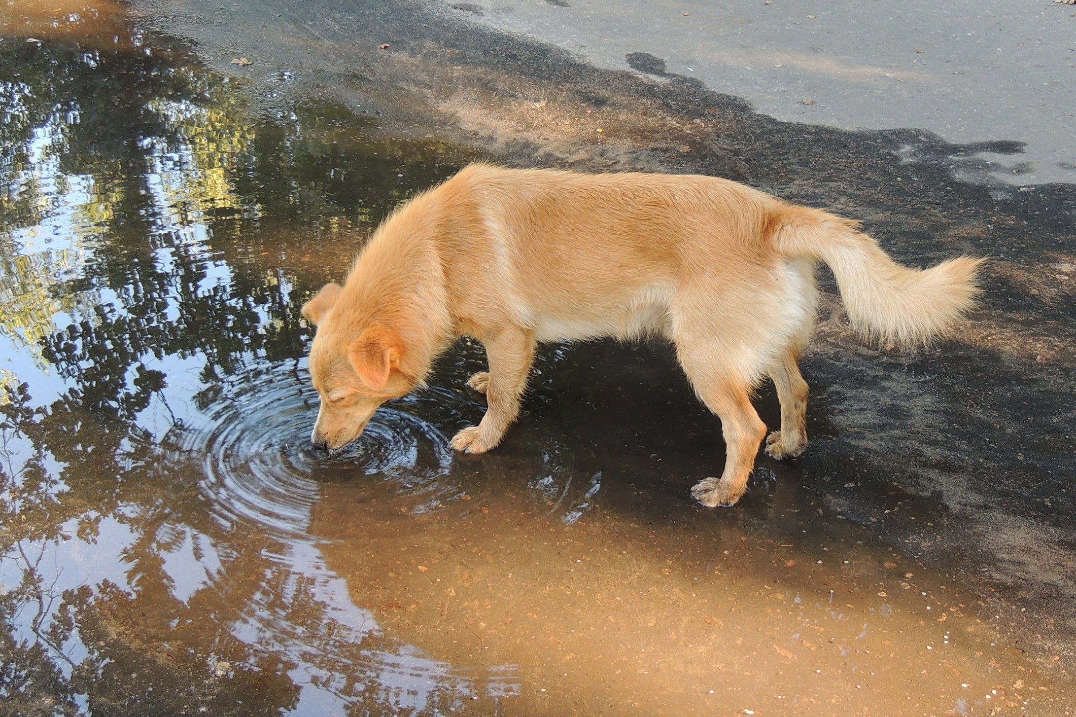 Cão amarelo bebendo água em poça na rua