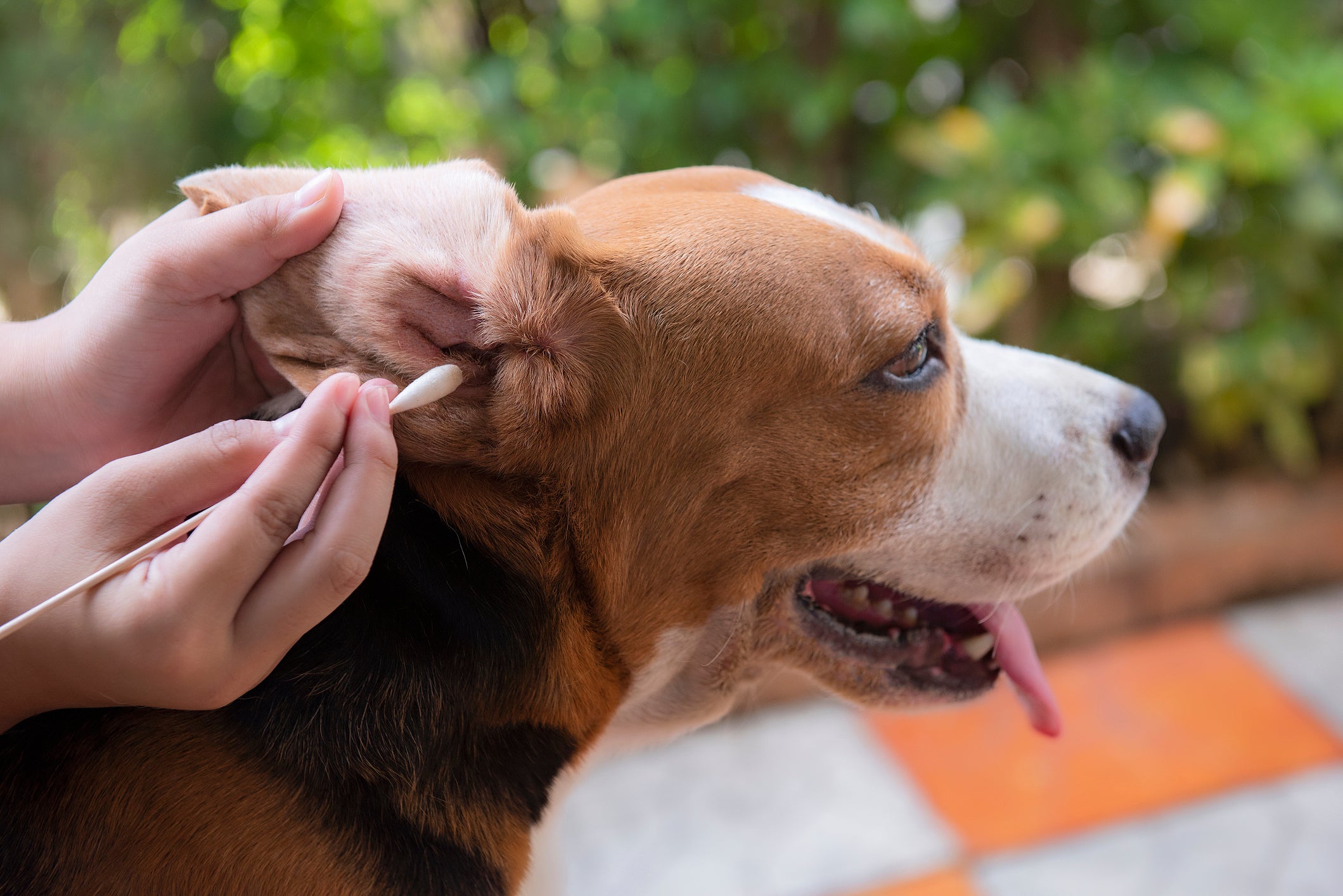 Limpeza de ouvido sendo realizada em cachorro