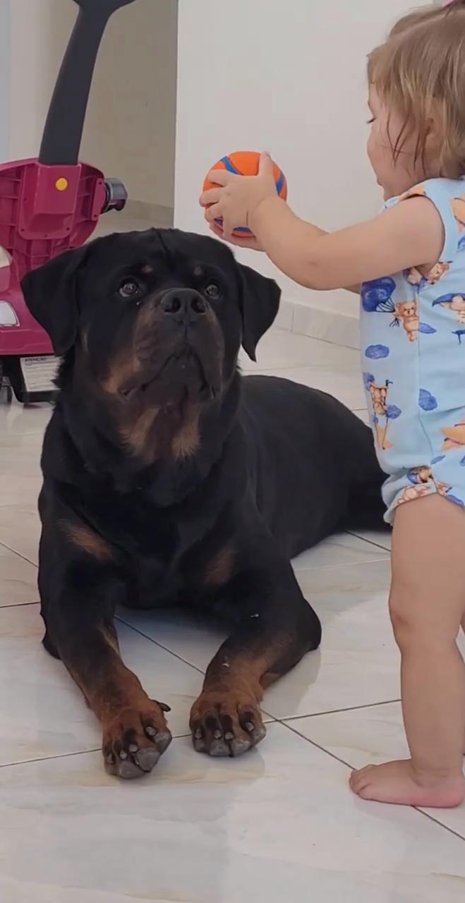 Rottweiler olhando para bolinha que criança está segurando perto dele