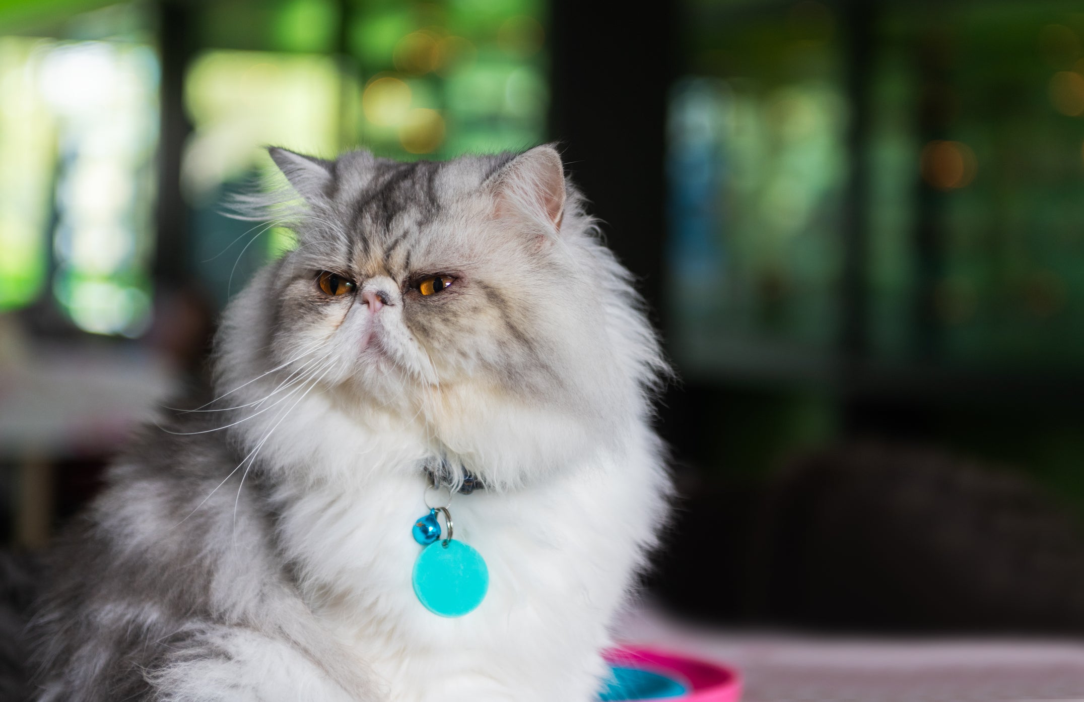 Gato persa de cor clara com coleira azul