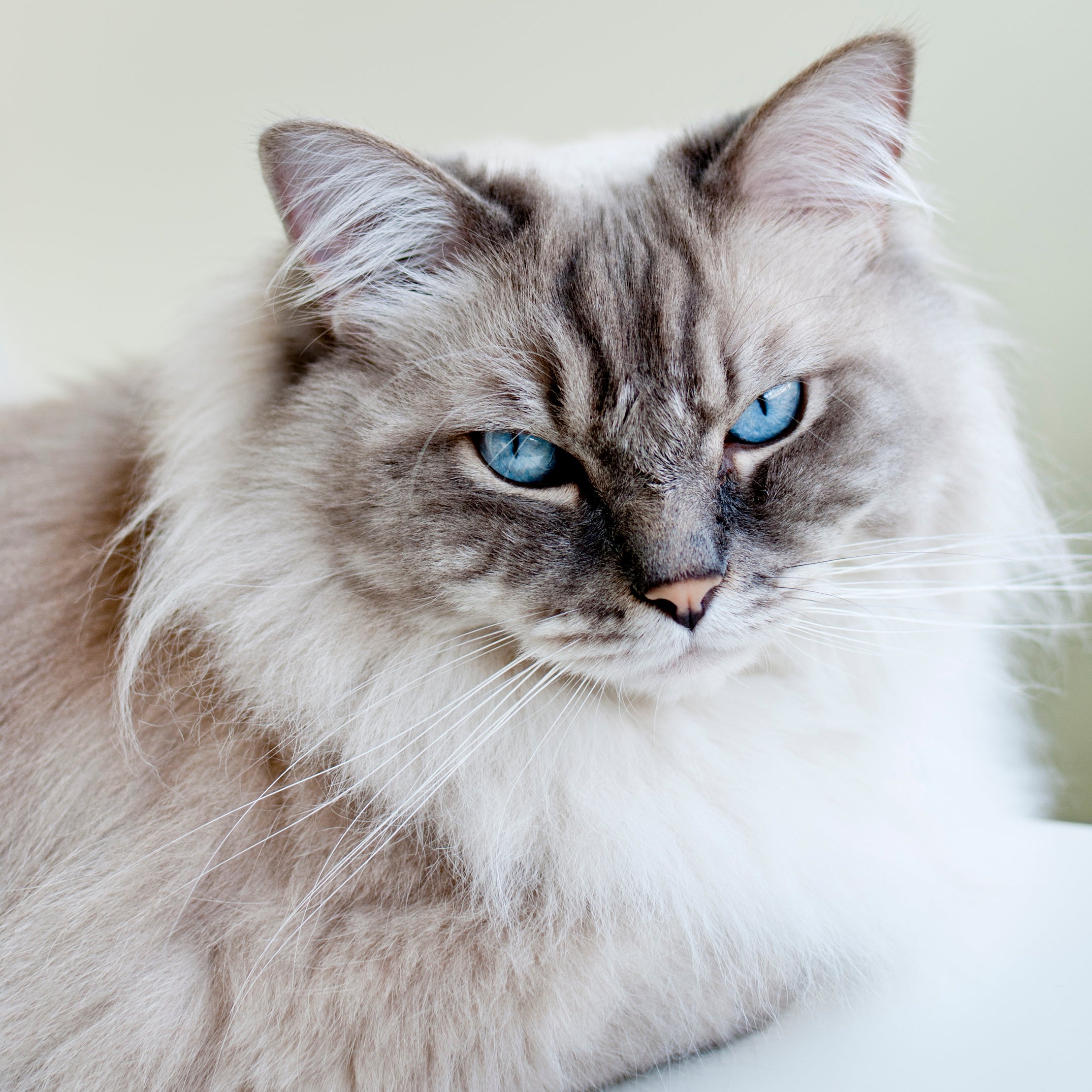 Gato Ragdoll com olhos azuis olhando para a câmera