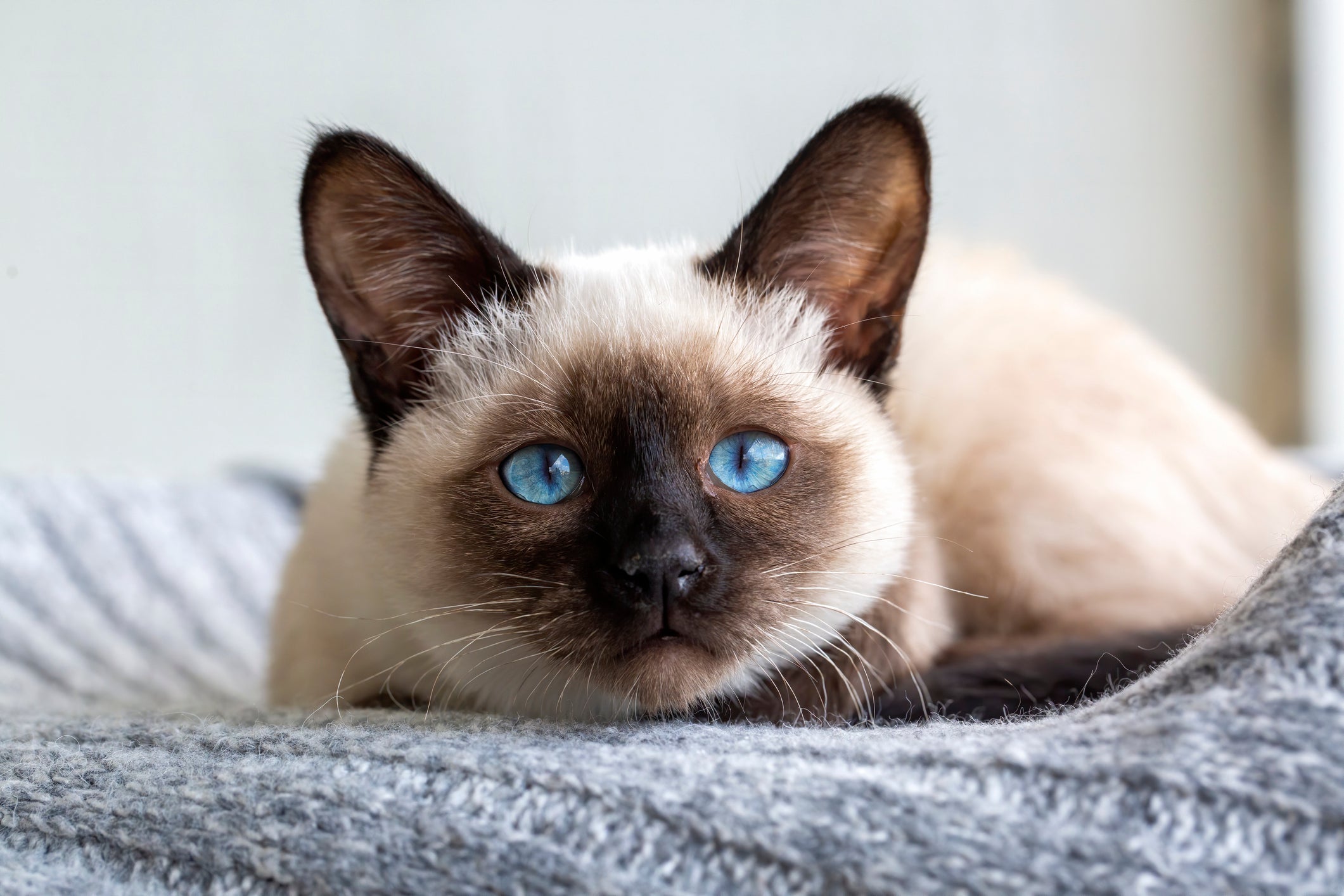 Gato Siamês com olhos muito azuis