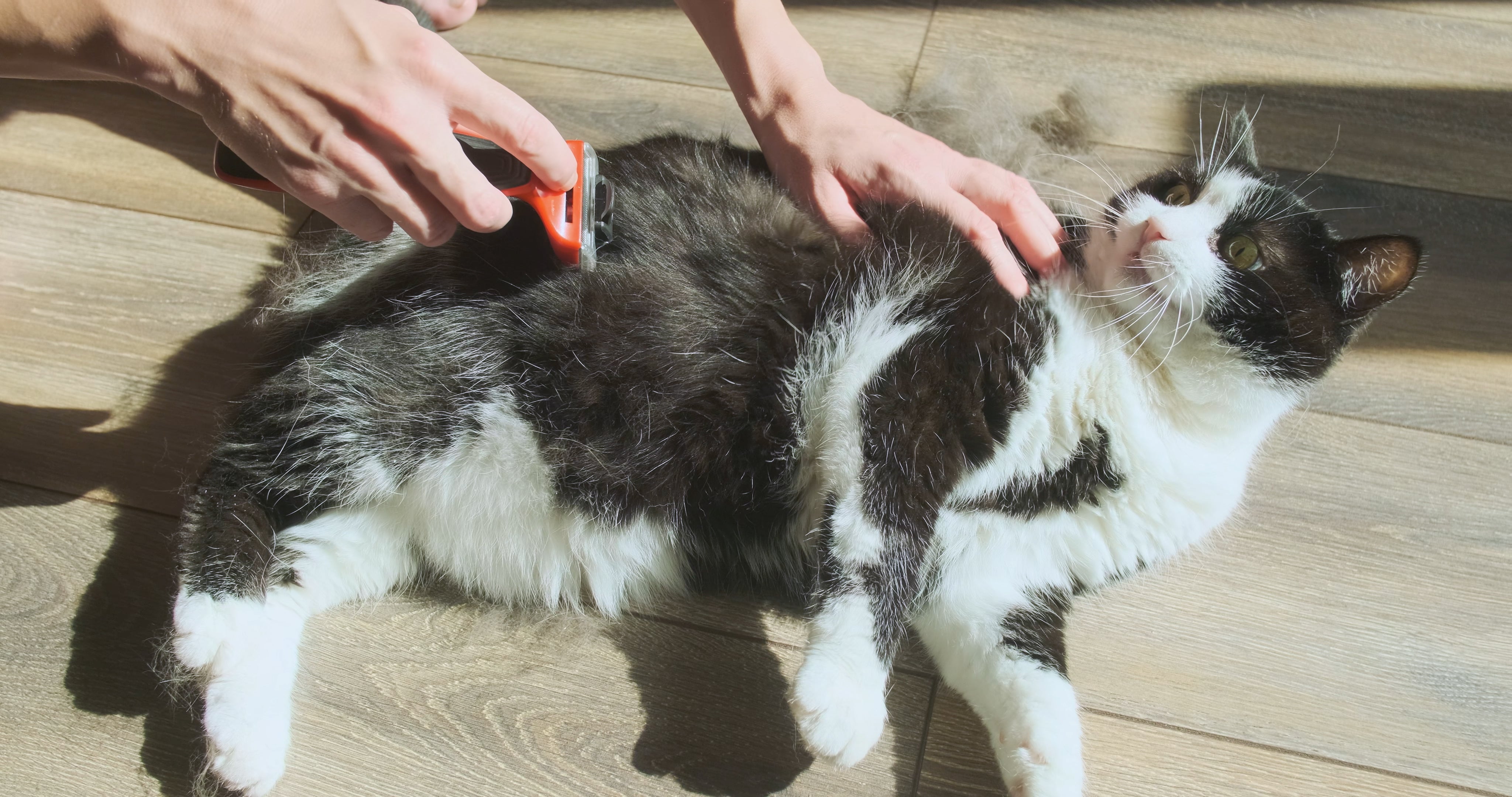 Gato tendo pelo removido com escova especial