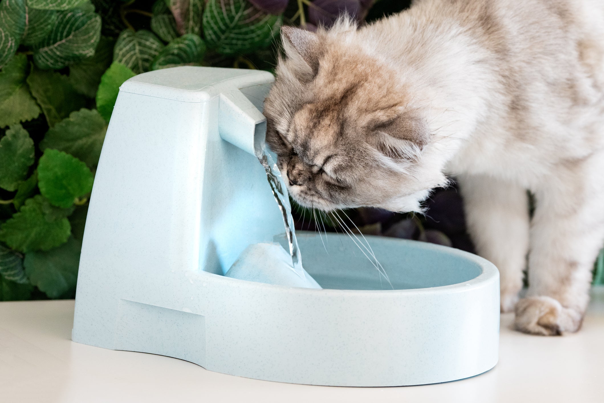 Gato bebendo água em fonte automática